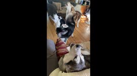 Annoying but CUTE! Alaskan malamutes wake their owners up with long howling session