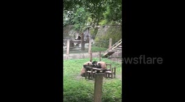 Visitors burst out laughing as panda unexpectedly slaps companion at Chinese zoo