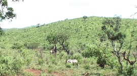 Playful zebra chases warthog mum and baby around savannah for fun