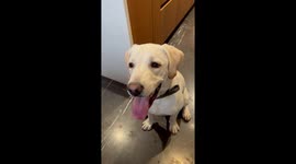 Dog's determination to learn how to bark quietly speaks volumes!
