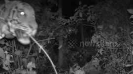 Incredible moment wild tiger prowls right next to security camera at Thai wildlife sanctuary