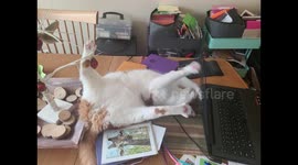 Silly Cat Sunny Keeps Work At Bay