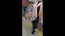 Adorable dog in pet carrier bag visiting pet dog shop