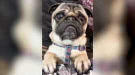Polite pug has worked out best way to get a treat – simply by ringing a bell
