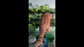 Chubby Fat and Flurry Cat Drinks in the Aquarium so Cute and Funny