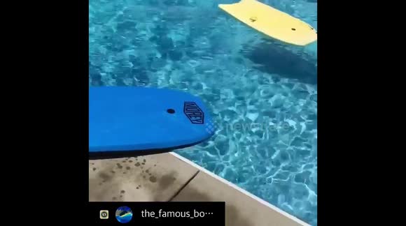 Introducing Abby the dog rescued from abuse that learned how to bodyboard to gain her confidence back