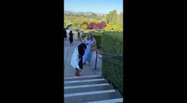 Lady picks up king snake at Napa Winery