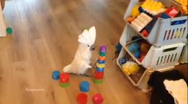 A cockatoo running is surprisingly amusing