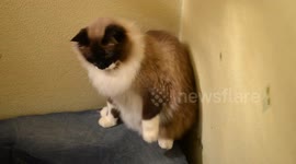 The cat version of Dry January