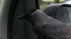 Jimmy - the super-bird that likes riding on cars