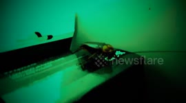 Epic cockroach chase in Australian house - Paranormal Activity spoof