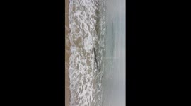 Croc sighting off Kewarra Beach Cairns Australia