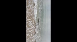 Saltwater crocodile invades Cairns beach