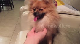 Fluffy puppy does not like it when owners stop petting him