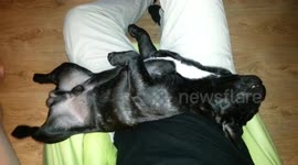 Dog sleep like a log