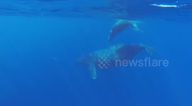 Diver comes across 'singing humpback whale' off coast of Honolulu