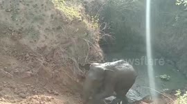 Female elephant safely rescued after hours from well in eastern India