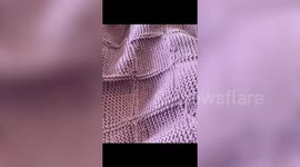 Family swapped their suburban home for a rural homestead - and now grow their own food and chop wood for heating.