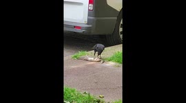 Crow eating his dinner mouse