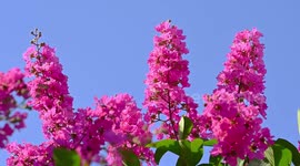 Crape Myrtle in Full Bloom In Nanning, China