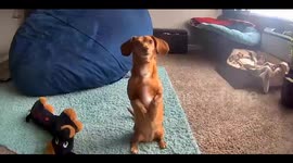 Clever Chicago dog captivates owner by waving for treats on home camera!