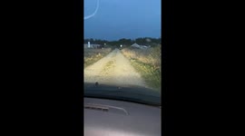 Two fighting Rabbits in front of our car. Animals gone wild in the darkness.