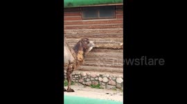 Camel Unbothered while Chewing Its House in Grodno Zoo, Belarus