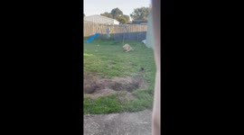 Dog Digs With His Bunny Friend