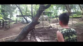 Forest Mist Turns Out to be Cricket Urine