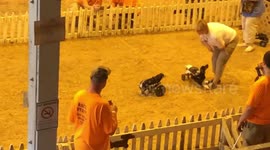 FAN FOOTAGE has captured the cutest race in the world as three amputee dogs run for the finish line despite being on wheels.