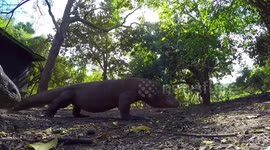 Two enormous Komodo dragons have been filmed locked in a dramatic battle in Rinca Island, Indonesia.