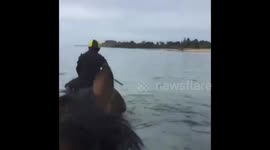 BRITISH racehorse trainer takes horses into sea to play tag with dolphins