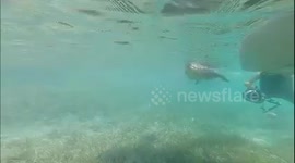 INCREDIBLE video footage shows how a wildlife obsessed father took his daughter swimming up-close and personal with a potentially lethal two-hundred-pound crocodile.