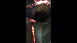 'So many!' - Couple finds scary spiders hiding inside a burning log