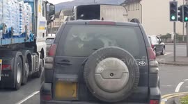 Motorist bemused after spotting COWS packed into trunk of car ahead