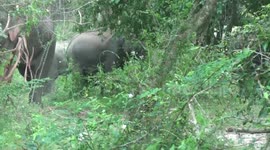 elephants are living at the cow stable due to lost their arias