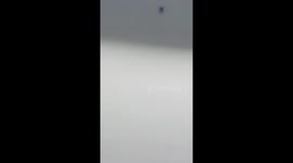 Cat Chirps at Fly on Ceiling