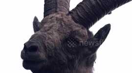 JAWDROPPING - EXTREME CLOSE-UP ENCOUNTER WITH MAJESTIC ALPINE IBEX IN SWITZERLAND - IN 4K SLOWMOTION