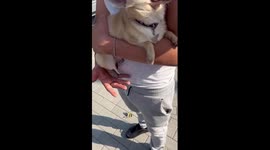 Rescuing a Chihuahua Lost in the Street