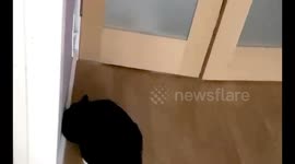 Cat playing with toy - dog sneaks in and pinches toy at earliest opportunity