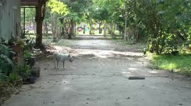 Hero pet dogs corner 10ft long rat snake in owner's garden