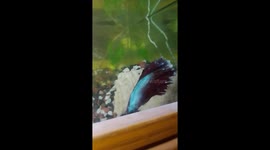 My red tailed colorful betta fish is dying from illness please pray for it.
