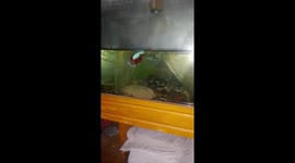 My colorful red tailed betta fish is playing on the fish tank.