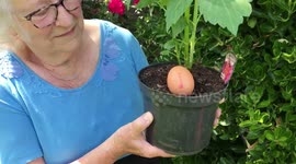 Elderly woman baffled after finding dozens of shop bought EGGS buried in her garden