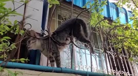 Firefighters rescue hapless stray cat skewered on 2ft fence spike in Thailand