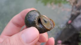 Applesnail and its PINK Eggs