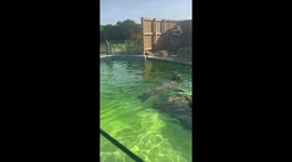 Sea lion swimming in the water entertaining the  visitors  that’s their lovely animals