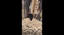 I was coming home from the store when i noticed this woodpecker looking for food and noticed  the mess he had mad typically they dont do this amount of damage