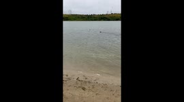 Buddy Goes Fishing for Logs