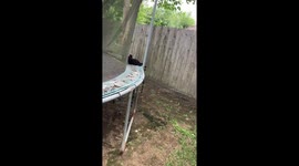 Biscuit's Deepest Sleep Interrupted